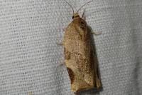 Choristoneura hebenstreitella