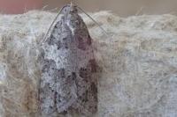 Cnephasia