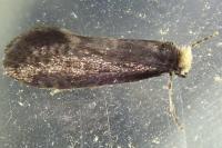 Taleporia tubulosa
