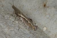 Plutella xylostella