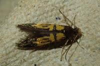 Schiffermuelleria schaefferella