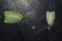 Tortrix viridana