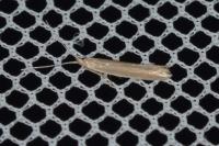 Coleophora