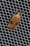 Agonopterix nervosa