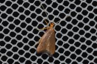 Eurodachtha pallicornella