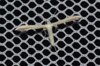 Adaina microdactyla