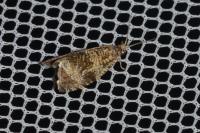 Celypha lacunana