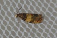 Celypha aurofasciana