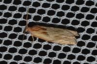 Eucosma gr. cana