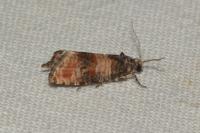 Piniphila bifasciana