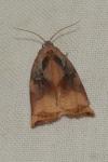 Archips podana