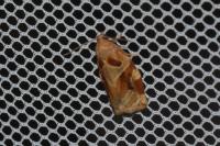 Archips xylosteana