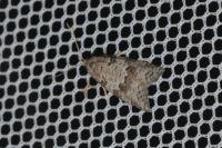 Cnephasia