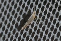 Argyresthia spinosella