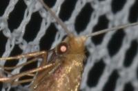 Nematopogon metaxella