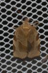 Choristoneura hebenstreitella