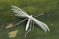 Pterophorus pentadactylus