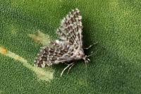 Alucita grammodactyla