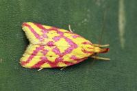 Hypercallia citrinalis
