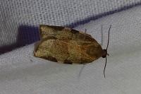 Choristoneura hebenstreitella