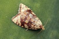 Aleimma loeflingiana