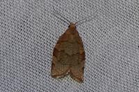 Pandemis corylana