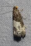 Notocelia cynosbatella
