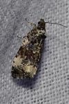 Endothenia gr. gentianaeana