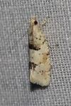 Epinotia bilunana
