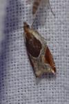 Ancylis unculana