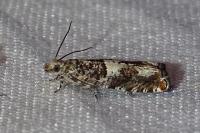 Epinotia demarniana