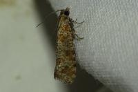 Rhyacionia pinivorana