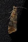Lobesia reliquana