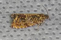 Enarmonia formosana