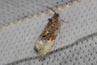 Hedya nubiferana