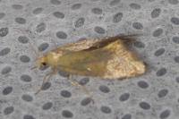 Crassa tinctella