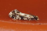 Nemapogon