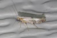 Argyresthia