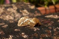 Korscheltellus lupulinus