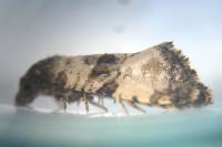 Cochylichroa atricapitana