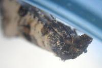 Cochylichroa atricapitana
