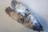 Cochylichroa atricapitana
