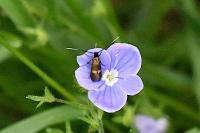 Cauchas fibulella