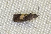 Endothenia nigricostana