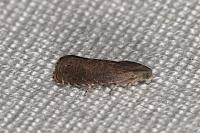 Grapholita tenebrosana