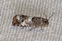 Notocelia trimaculana