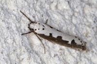 Ethmia bipunctella
