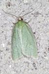 Tortrix viridana