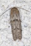 Blastobasis phycidella