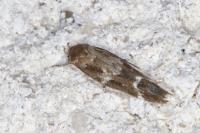 Mompha subbistrigella